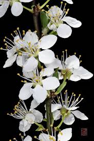 Attēlu rezultāti vaicājumam “Prunus spinosa leaf”