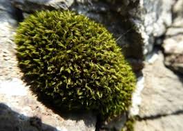 Attēlu rezultāti vaicājumam “Schistidium robustum”