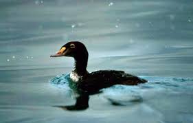 Attēlu rezultāti vaicājumam “Melanitta nigra male”