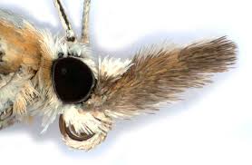 Attēlu rezultāti vaicājumam “Catoptria margaritella”