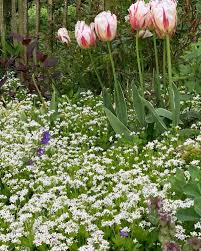 Image result for Galium odoratum