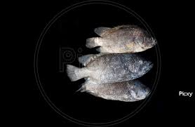 Image result for Lobotes surinamensis