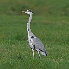 Image result for heron