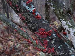 Attēlu rezultāti vaicājumam “Cytidia salicina”