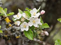 Attēlu rezultāti vaicājumam “Malus sylvestris”