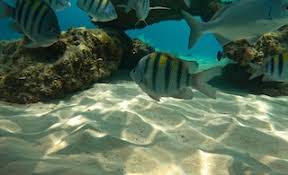 Image result for Stalybridge Snorkel Club