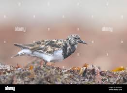 Attēlu rezultāti vaicājumam “Arenaria interpres adult”