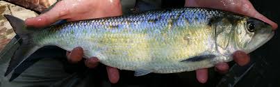 Image result for Alosa sapidissima