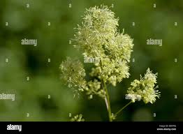 Attēlu rezultāti vaicājumam “Thalictrum flavum bud”