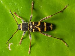 Attēlu rezultāti vaicājumam “Clytus arietis”