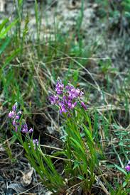 Attēlu rezultāti vaicājumam “Polygala comosa leaf”