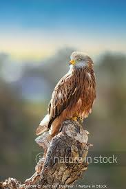 Image result for Milvus milvus