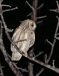Image result for Otus scops