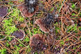 Attēlu rezultāti vaicājumam “Hydnellum ferrugineum”