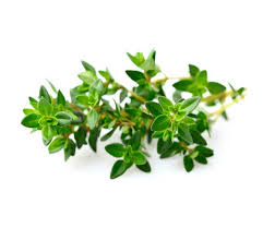 Attēlu rezultāti vaicājumam “Thymus serpyllum leaf”