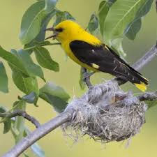 Attēlu rezultāti vaicājumam “Oriolus oriolus male”