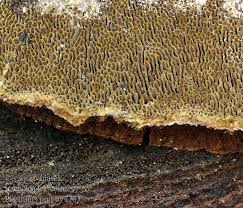 Attēlu rezultāti vaicājumam “Phellinus pini”