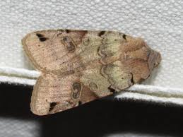 Attēlu rezultāti vaicājumam “Agrochola litura”