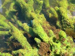 Attēlu rezultāti vaicājumam “Spongilla lacustris”