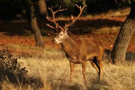 Attēlu rezultāti vaicājumam “Cervus elaphus”