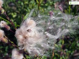 Attēlu rezultāti vaicājumam “Cirsium arvense fruit”