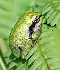 Attēlu rezultāti vaicājumam “Hyla arborea adult”