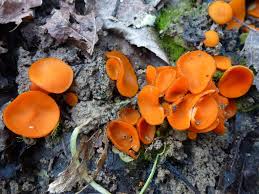 Attēlu rezultāti vaicājumam “Melastiza chateri”