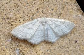 Attēlu rezultāti vaicājumam “Idaea sylvestraria”