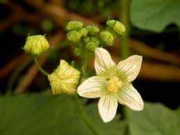 Attēlu rezultāti vaicājumam “Bryonia alba”