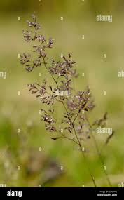 Attēlu rezultāti vaicājumam “Agrostis capillaris”