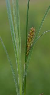 Attēlu rezultāti vaicājumam “Carex hirta fruit”