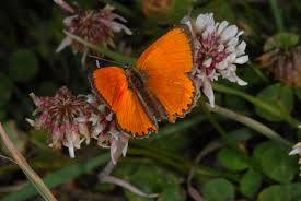 Attēlu rezultāti vaicājumam “Lycaena virgaureae”