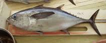 Image result for Thunnus atlanticus