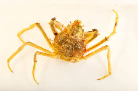 Image result for Hyas araneus