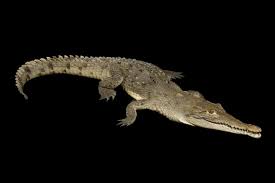 Image result for Crocodylus acutus