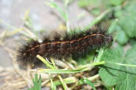 Attēlu rezultāti vaicājumam “Spilosoma lutea imago”