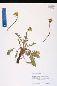 Attēlu rezultāti vaicājumam “Taraxacum officinale aggr.”