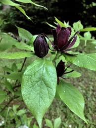 Attēlu rezultāti vaicājumam “Calycanthus floridus”