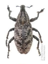 Attēlu rezultāti vaicājumam “Cleonis pigra”