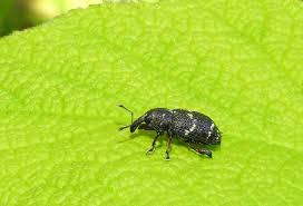 Attēlu rezultāti vaicājumam “Hylobius pinastri”