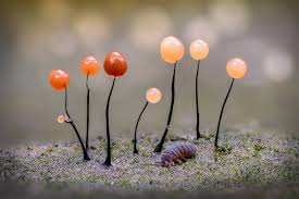 Attēlu rezultāti vaicājumam “Craterium minutum young”