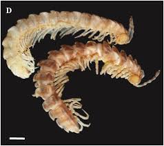 Attēlu rezultāti vaicājumam “Strongylosoma pallipes”