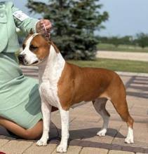 Image result for Staffordshire Stallions