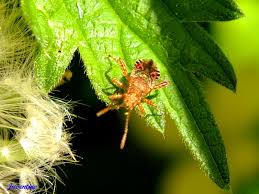 Attēlu rezultāti vaicājumam “Rhopalus maculatus imago”