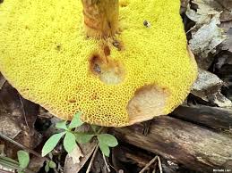 Attēlu rezultāti vaicājumam “Xerocomus subtomentosus”