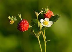 Image result for Fragaria vesca