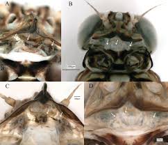 Attēlu rezultāti vaicājumam “Siphlonurus male”