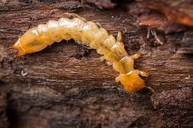 Attēlu rezultāti vaicājumam “Cantharis fusca larva”
