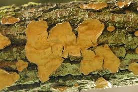 Attēlu rezultāti vaicājumam “Phellinus laevigatus”
