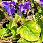 Attēlu rezultāti vaicājumam “Viola collina leaf”
